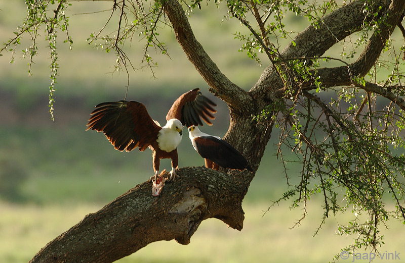 African Fish Eagle - Afrikaanse Zeearend - Haliaeetus vocifer