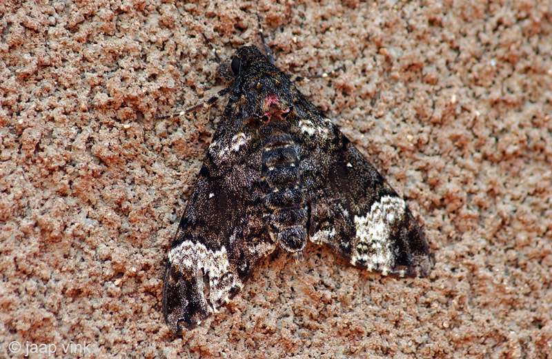 Coelonia fulvinotata