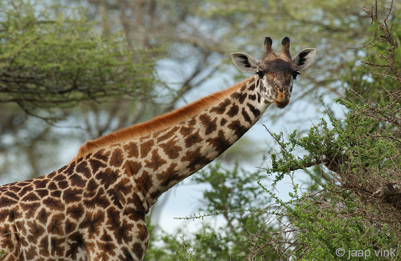 Giraffe - Giraf - Giraffa camelopardalis
