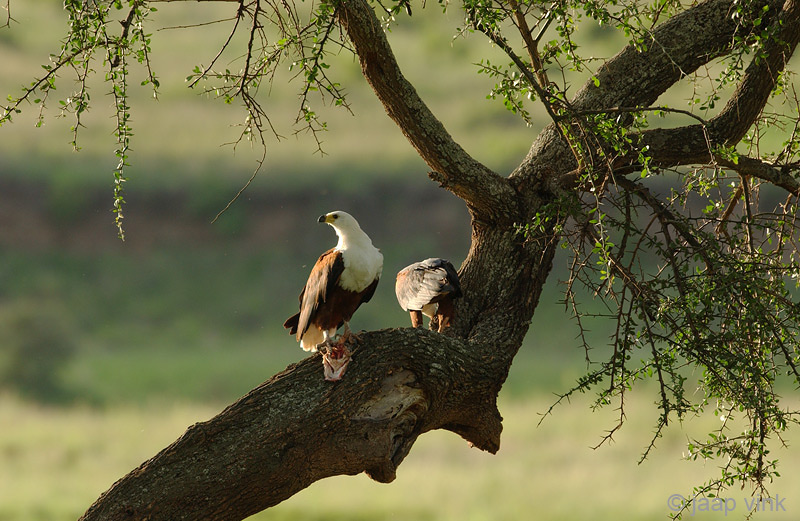 African Fish Eagle - Afrikaanse Zeearend - Haliaeetus vocifer