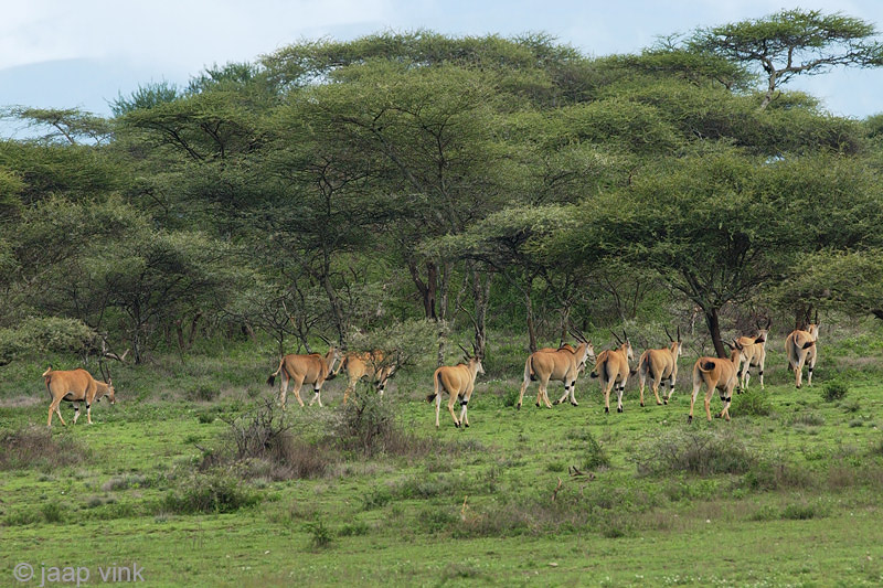Eland Antelope - Elandantilope - Taurotragus oryx