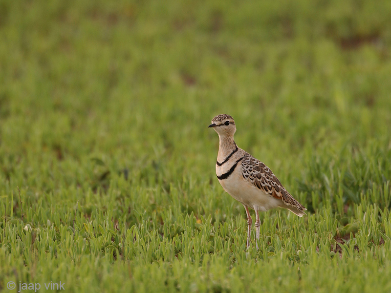 Double-banded Courser - Dubbelbandrenvogel - Rhinoptilus africanus gracilis