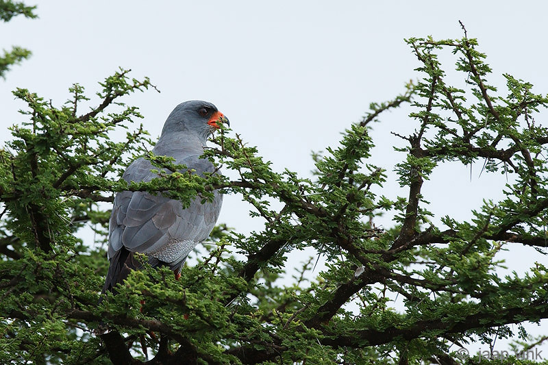 Dark Chanting Goshawk - Donkere Zanghavik - Melierax metabates