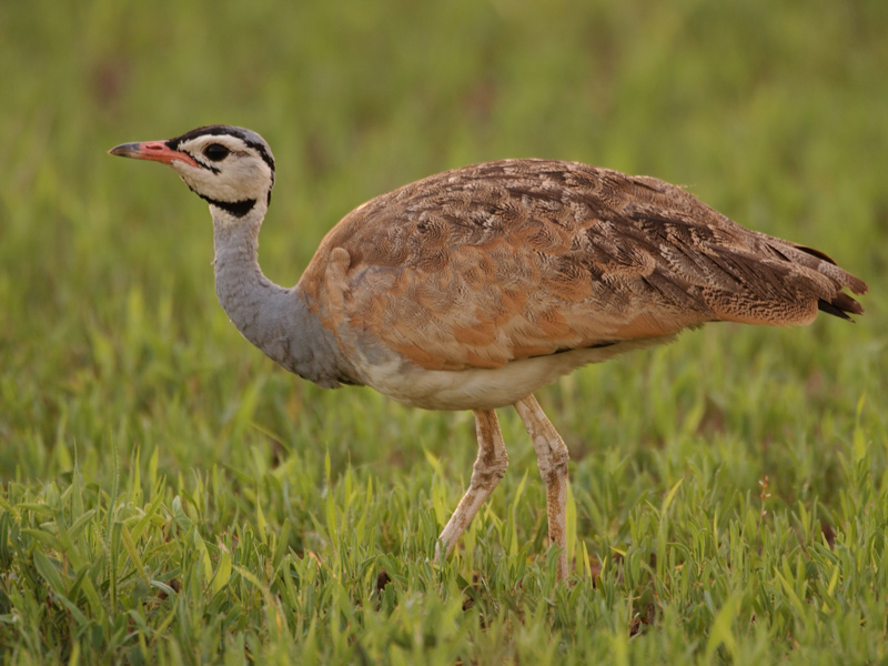 White-bellied Bustard - Senegaltrap - Eupodotis senegalensis