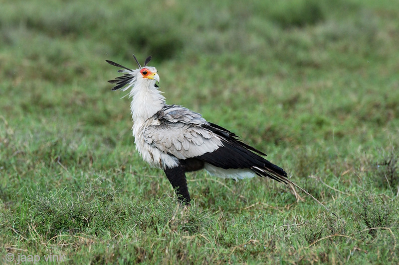 Secretary Bird - Secretarisvogel - Sagittarius serpentarius