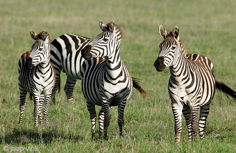 Plains Zebra - Steppezebra - Equus quagga