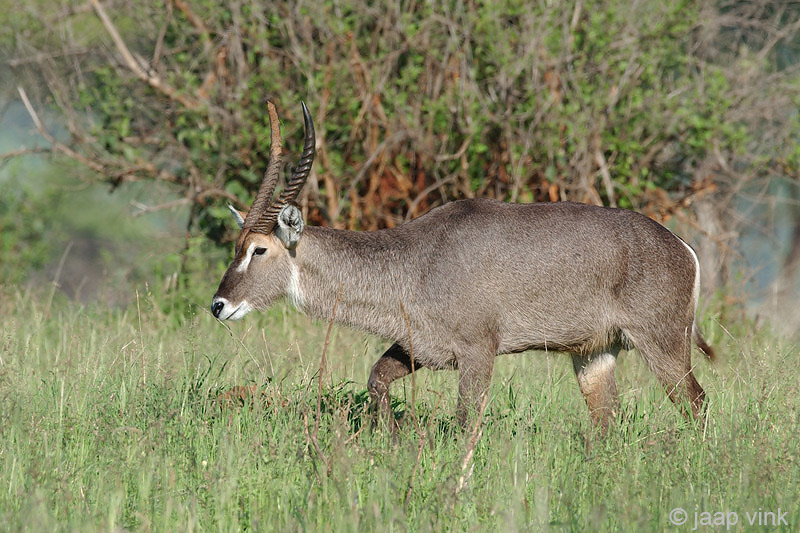 Waterbuck - Waterbok - Kobus ellipsiprymnus