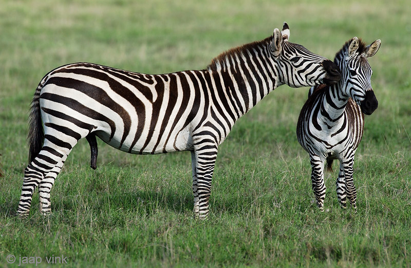 Plains Zebra - Steppezebra - Equus quagga