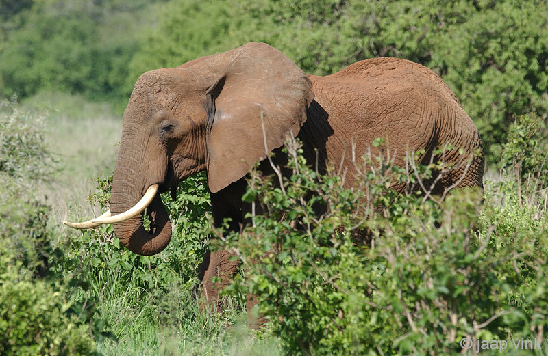 African Elephant - Afrikaanse Olifant - Loxodonta africana