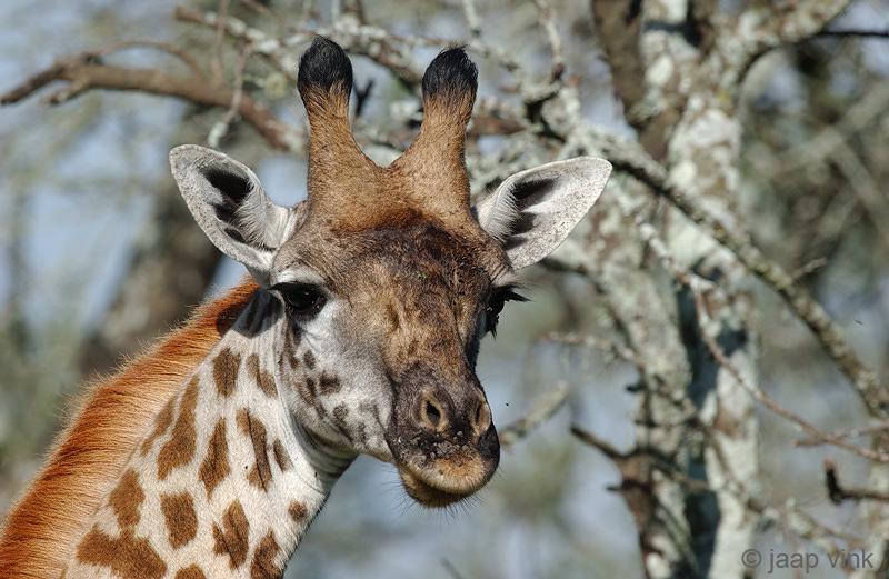 Giraffe - Giraf - Giraffa camelopardalis