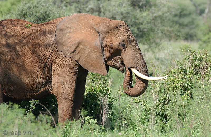 African Elephant - Afrikaanse Olifant - Loxodonta africana