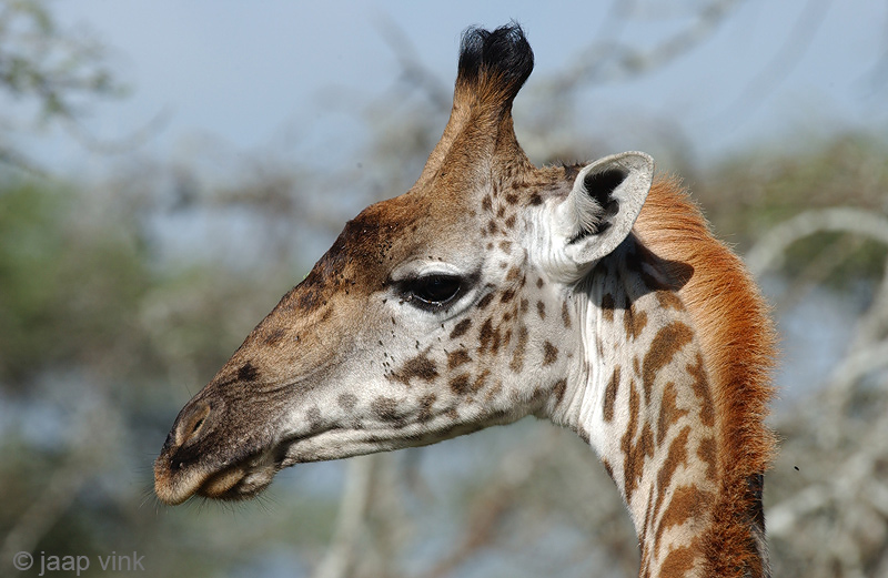 Giraffe - Giraf - Giraffa camelopardalis