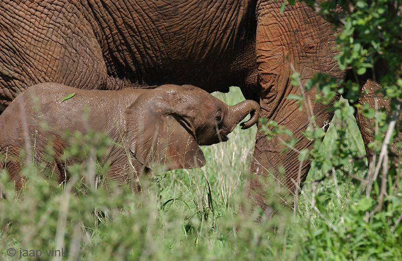 African Elephant - Afrikaanse Olifant - Loxodonta africana