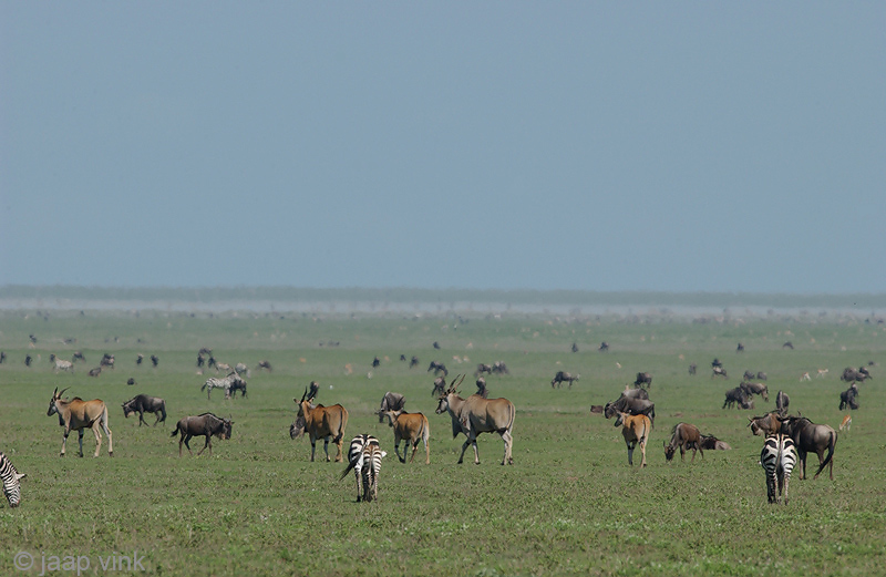 Eland Antelope - Elandantilope - Taurotragus oryx