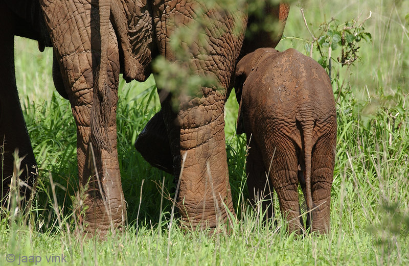 African Elephant - Afrikaanse Olifant - Loxodonta africana