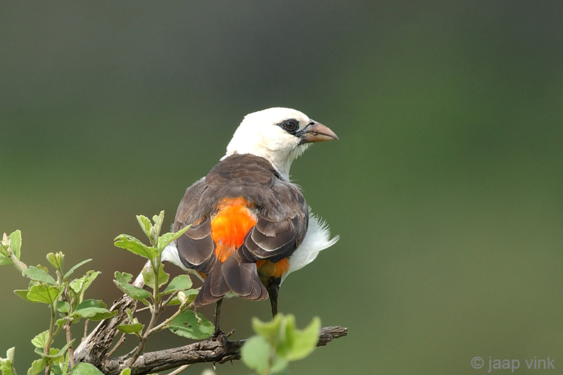 White-Headed Buffalo-Weaver - Witkopbuffelwever - Dinemellia dinemelli boehmi