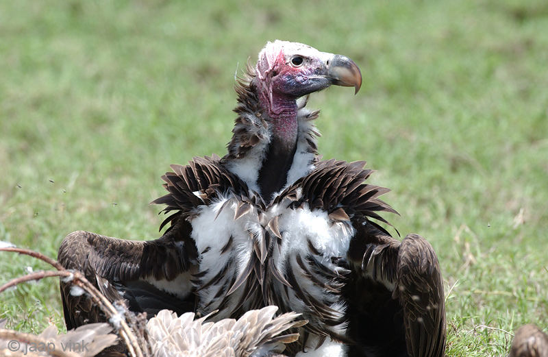 Lappet-faced Vulture - Oorgier - Torgos tracheliotos