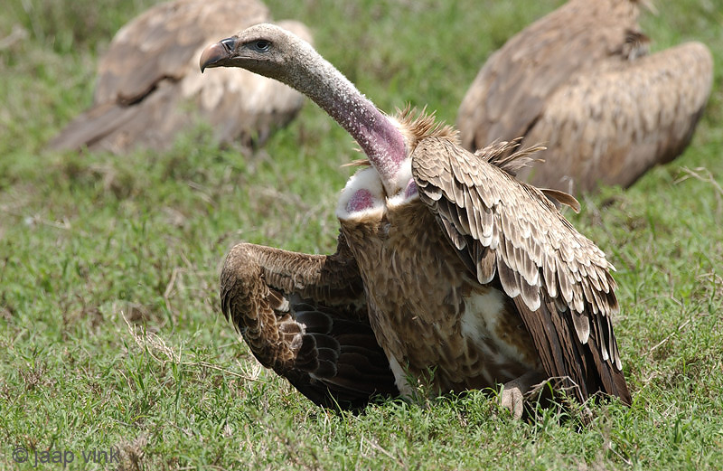 Rppells Griffon Vulture - Rppells Gier - Gyps ruepellii