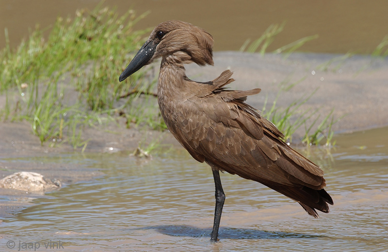 Hamerkop - Hamerkop - Scopus umbretta