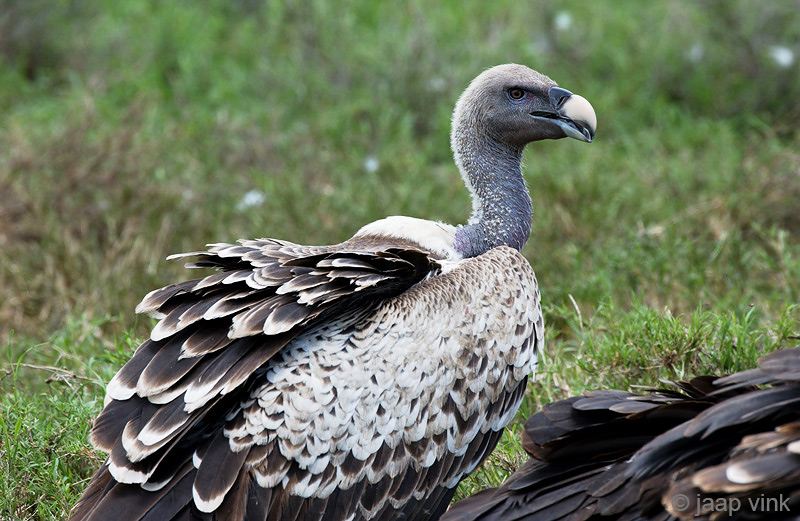 Rppells Griffon Vulture - Rppells Gier - Gyps ruepellii