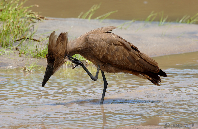 Hamerkop - Hamerkop - Scopus umbretta