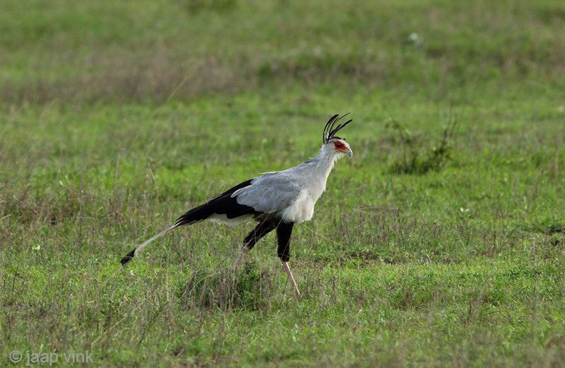 Secretary Bird - Secretarisvogel - Sagittarius serpentarius