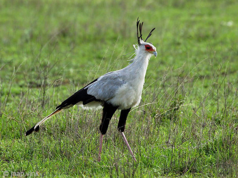 Secretary Bird - Secretarisvogel - Sagittarius serpentarius