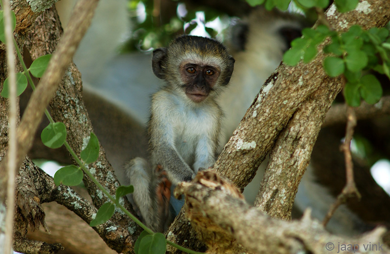 Vervet monkey - Groene Meerkat - Chlorocebus pygerythrus