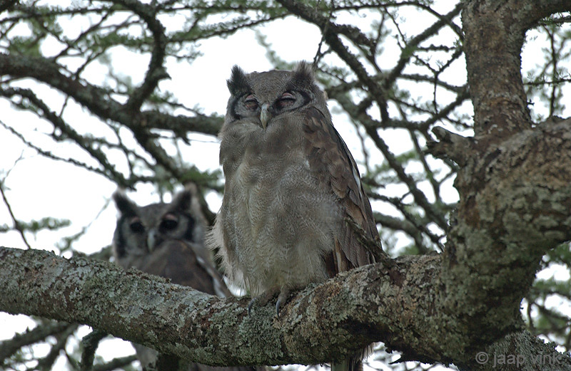 Verreauxs Eagle-owl - Verreaux Oehoe - Bubo lacteus