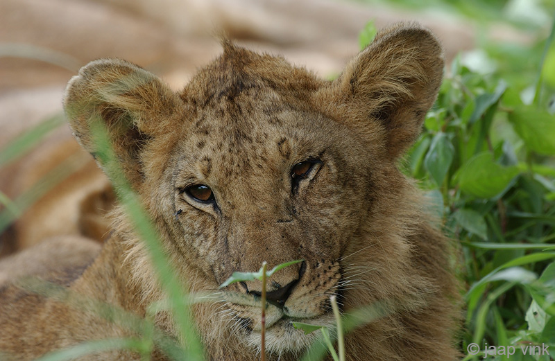 Lion - Leeuw - Panthera leo