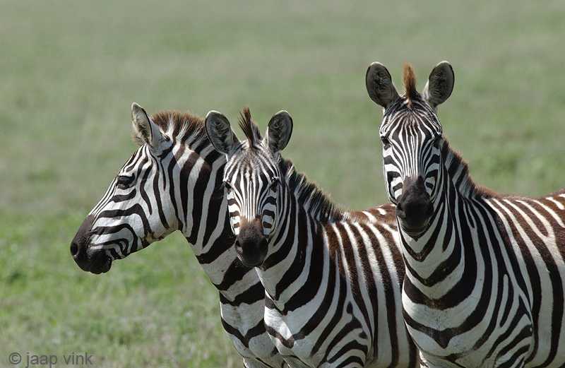 Plains Zebra - Steppezebra - Equus quagga