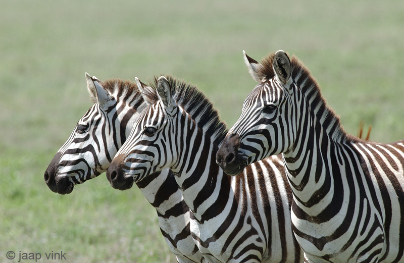 Plains Zebra - Steppezebra - Equus quagga