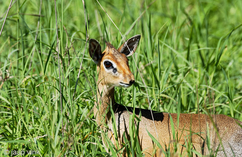 Kirks Dik-dik - Kirks Dikdik - Madoqua kirkii