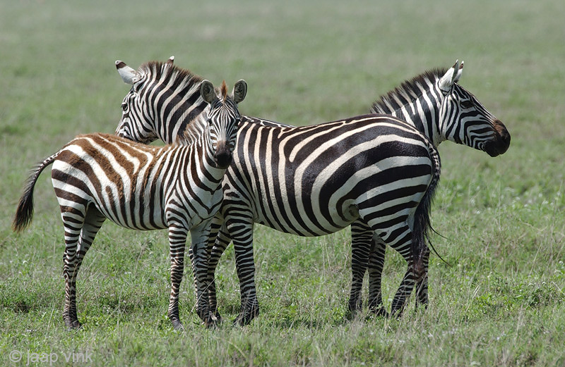 Plains Zebra - Steppezebra - Equus quagga