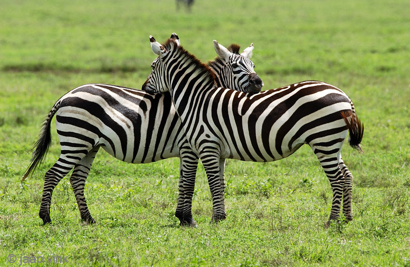 Plains Zebra - Steppezebra - Equus quagga