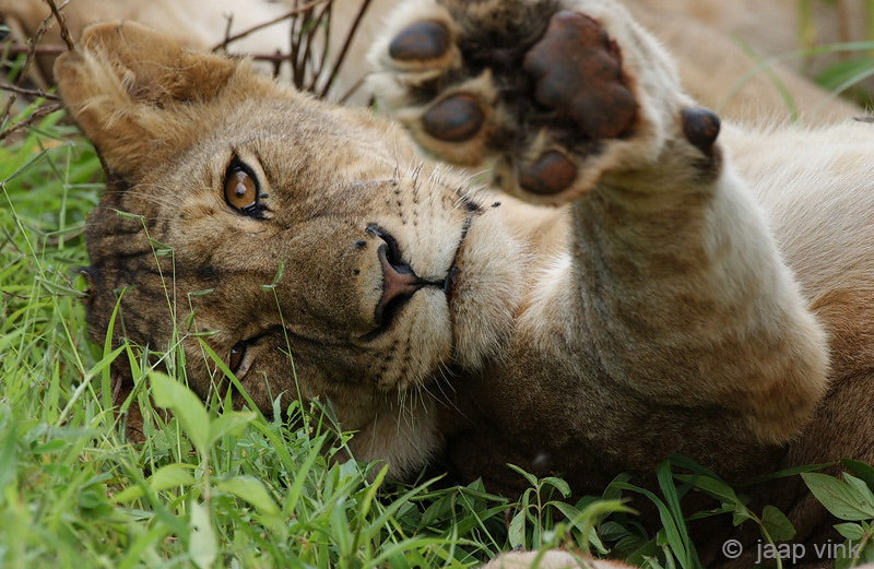 Lion - Leeuw - Panthera leo