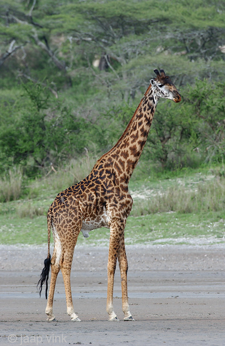 Giraffe - Giraf - Giraffa camelopardalis
