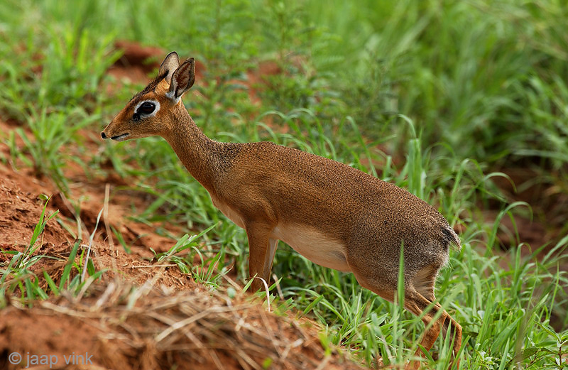 Kirks Dik-dik - Kirks Dikdik - Madoqua kirkii