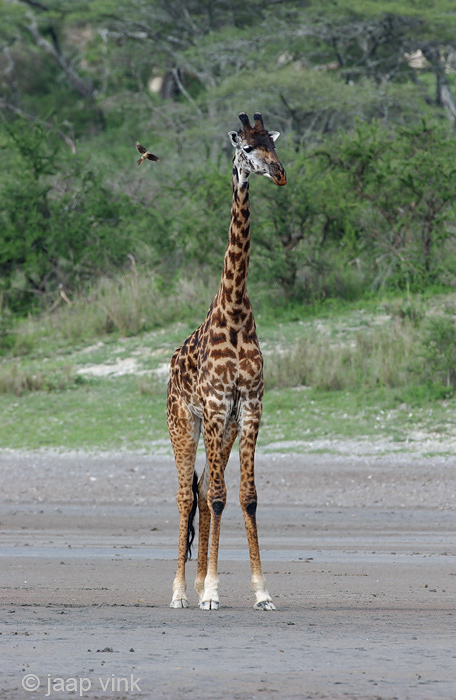 Giraffe - Giraf - Giraffa camelopardalis