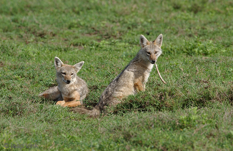 Black-backed Jackal - Zadeldekjakhals - Canis mesomelas