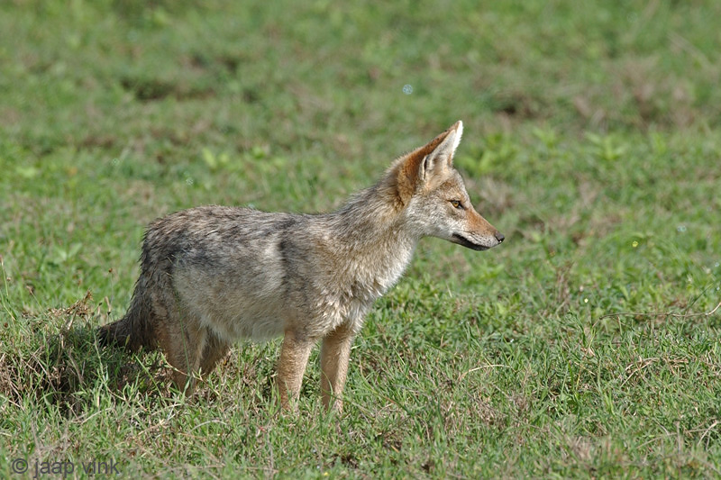 Black-backed Jackal - Zadeldekjakhals - Canis mesomelas