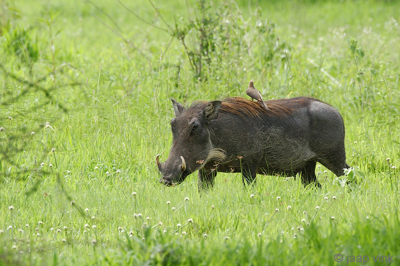 Warthog - Knobbelzwijn - Phacochoerus africanus