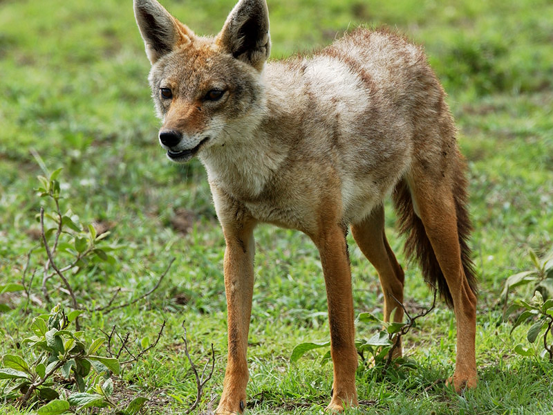 Black-backed Jackal - Zadeldekjakhals - Canis mesomelas
