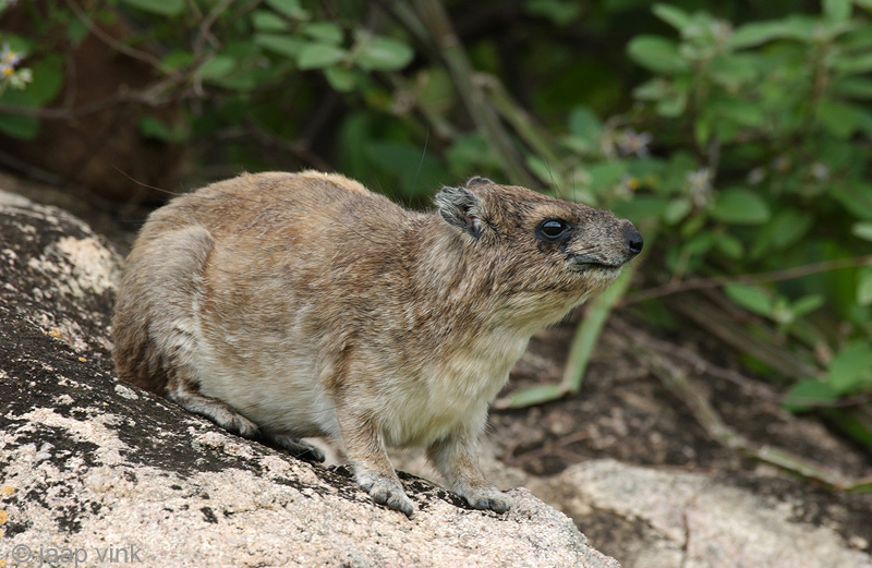 Rock Hyrax - Klipdas - Procavia capensis