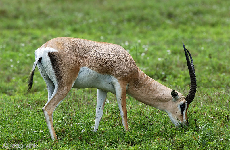 Grants Gazelle - Grantgazelle - Nanger granti 