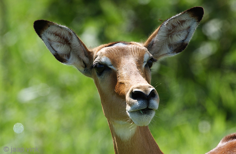 Impala - Impala - Aepyceros melampusp
