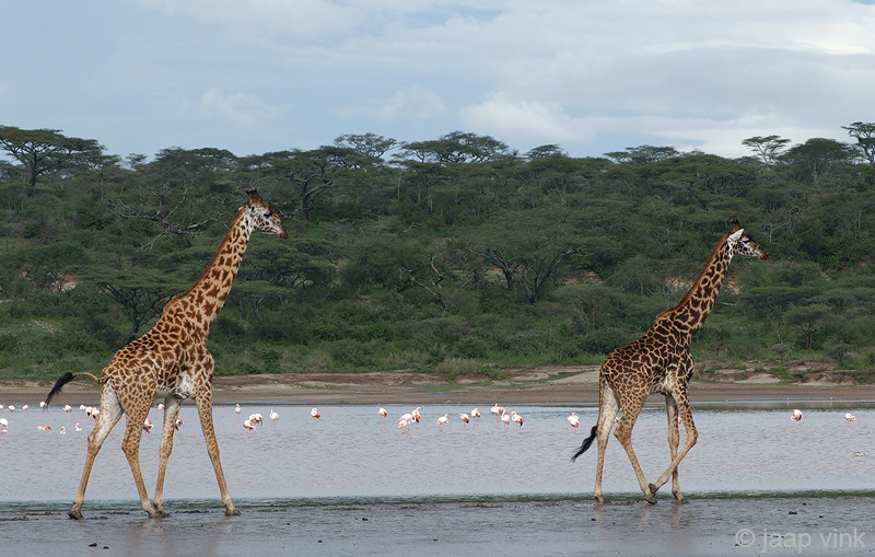 Giraffe - Giraf - Giraffa camelopardalis