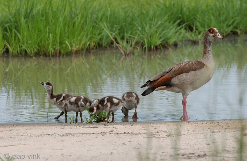 Egyptian Goose - Nijlgans - Alopochen aegyptiaca