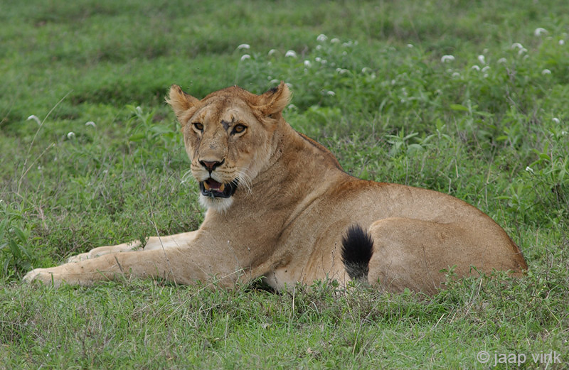 Lion - Leeuw - Panthera leo