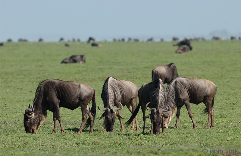 Blue Wildebeest - Blauwe Gnoe - Connochaetes taurinus